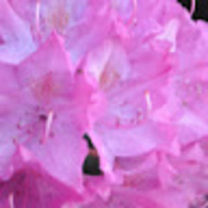 Meet your Posher, Riley